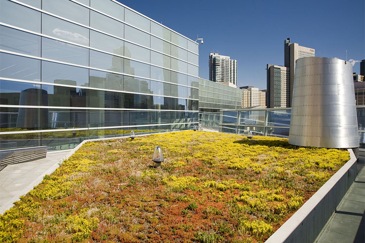 Denver Justice Center Green Roof